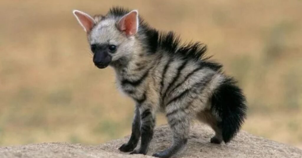 Baby Hyena Names