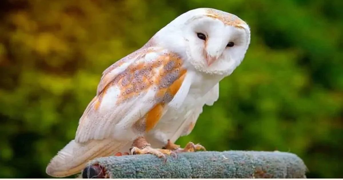 Cool Owl Names