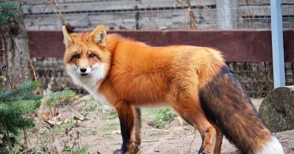 Good Fox Names