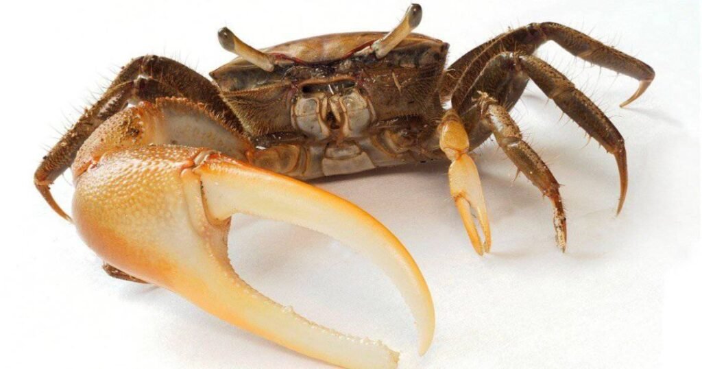 How to Choose Creative Crab Names