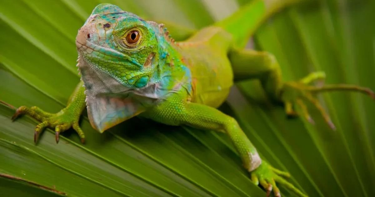 How to Come Up With a Good Iguana Names