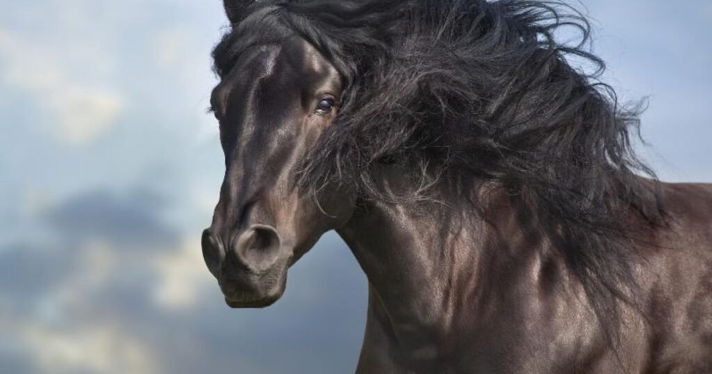 Names for Black Horses
