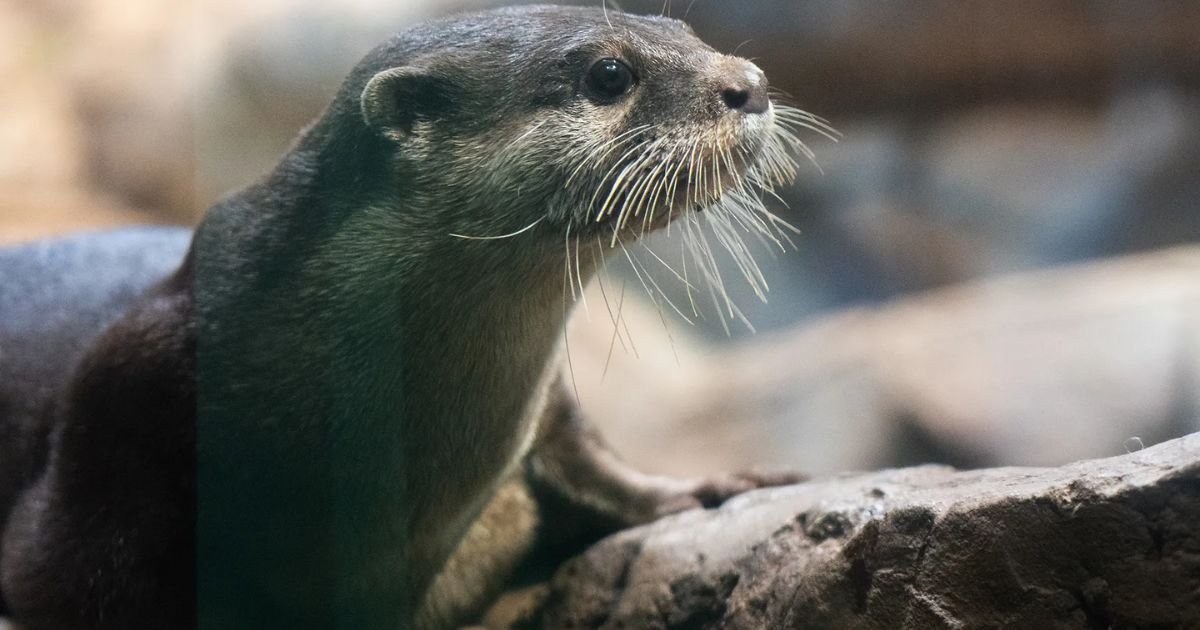 The Significance of Naming an Otter