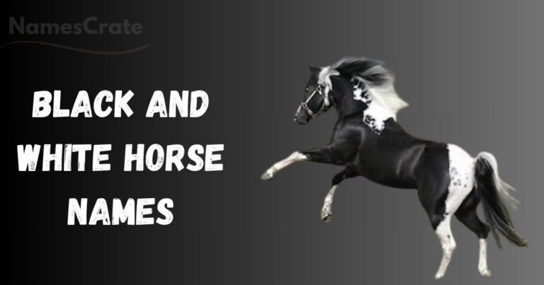 black and white horse names