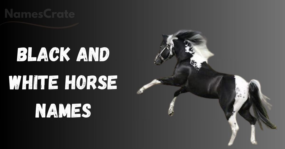 black and white horse names