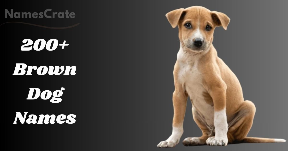 Brown Dog Names