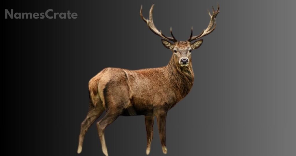 Cool Deer Names