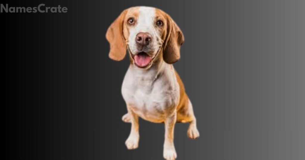 Female Brown Dog Names