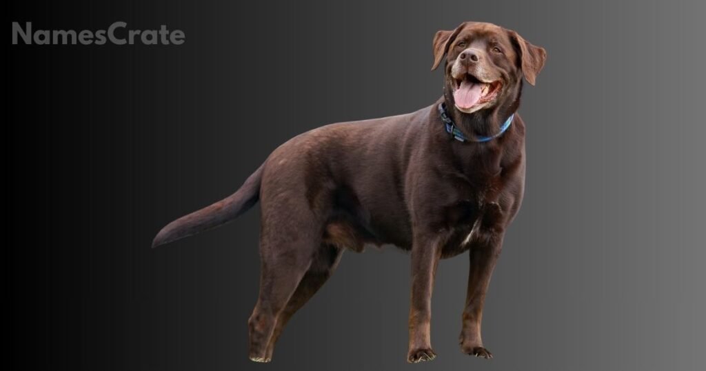 Good Brown Dog Names