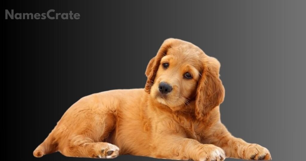 Male Brown Dog Names