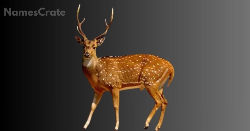 Rare Deer Names