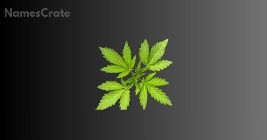 Unique And Creative Weed Names