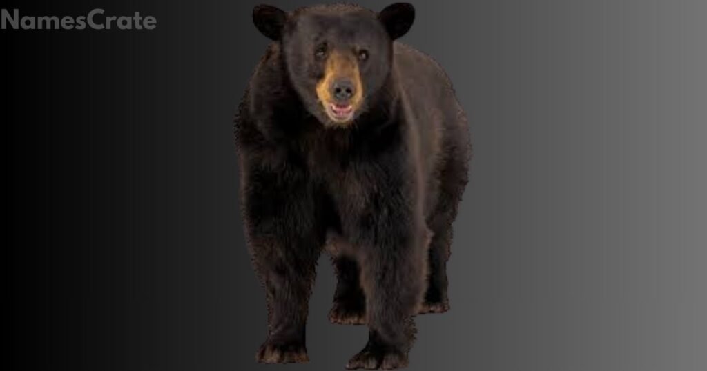 Amazing Brown Bear Names