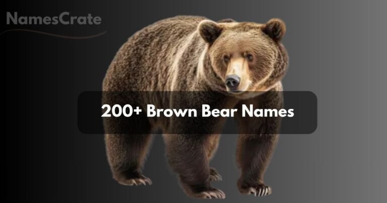 Brown Bear Names