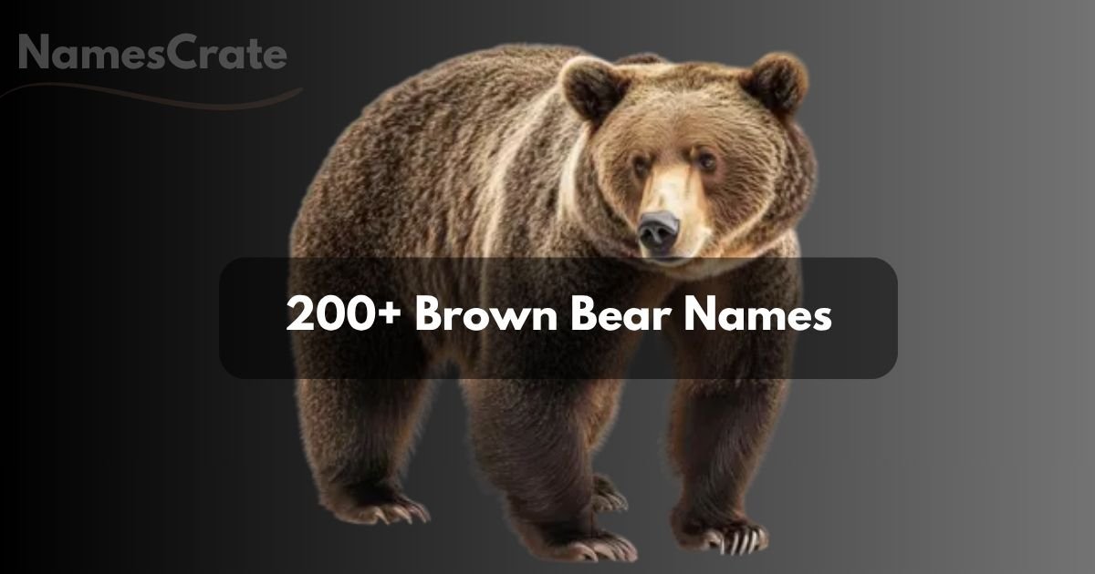 Brown Bear Names