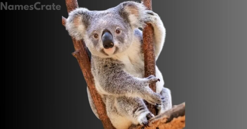 Catchy Koala Names