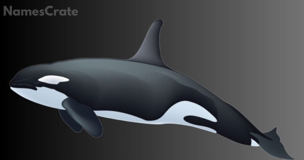 Cool Whale Names