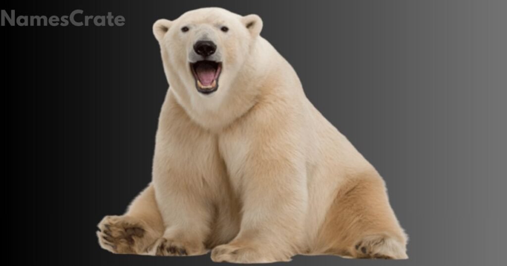 Creative Polar Bear Names