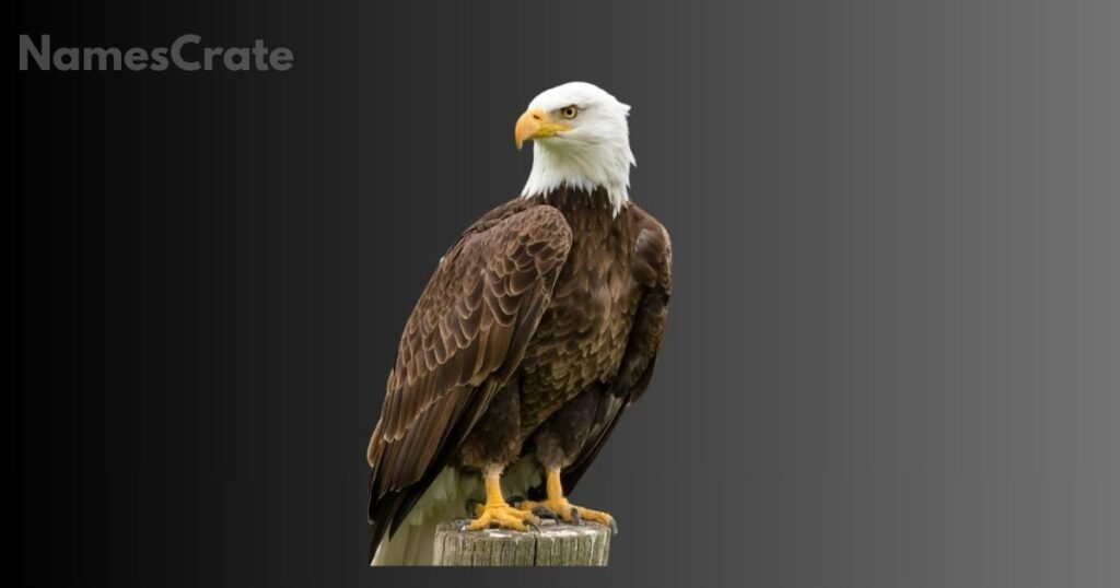 Cute Eagle Names