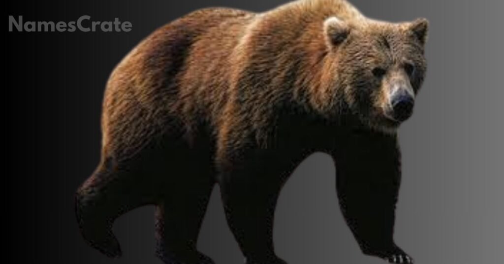 Famous Brown Bear Names