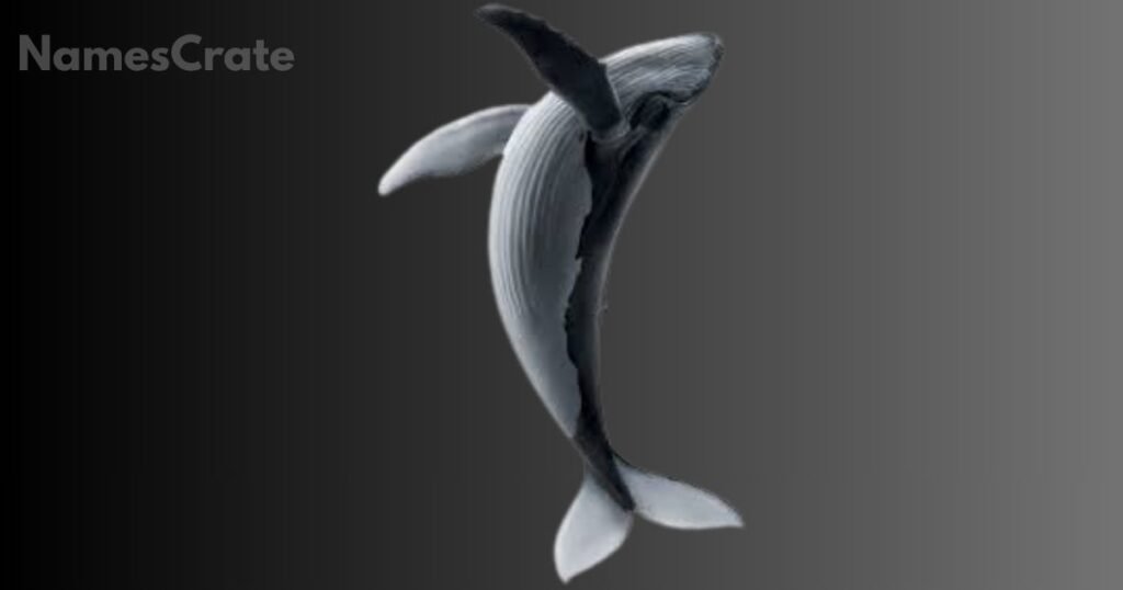 Famous Whale Names