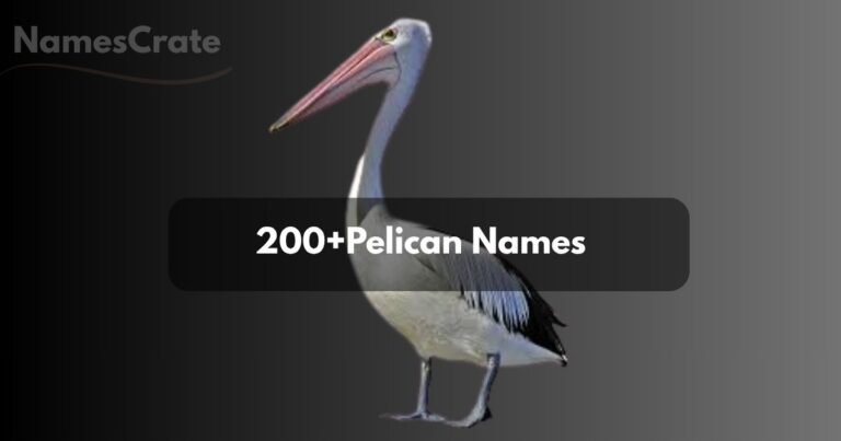 Pelican Names