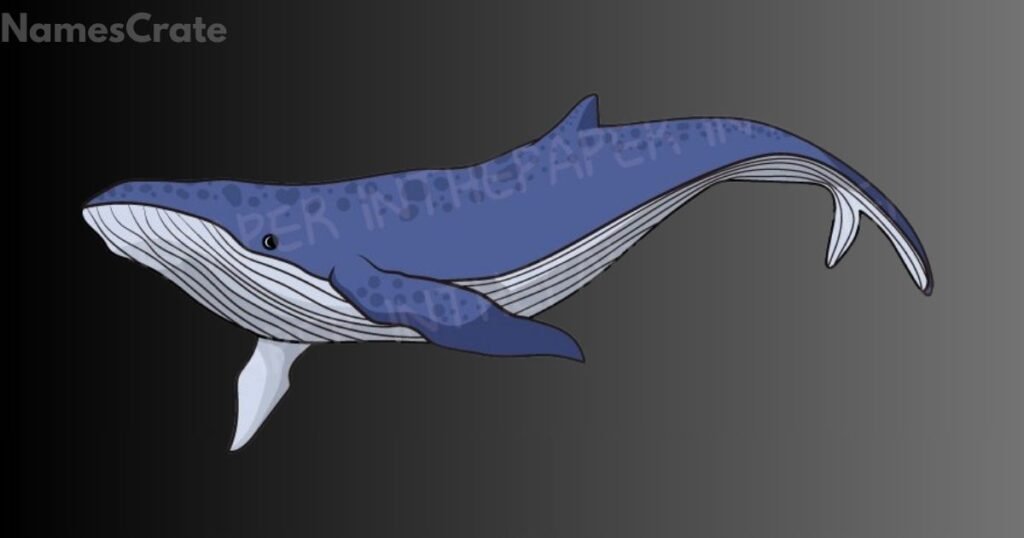 Playful Whale Names