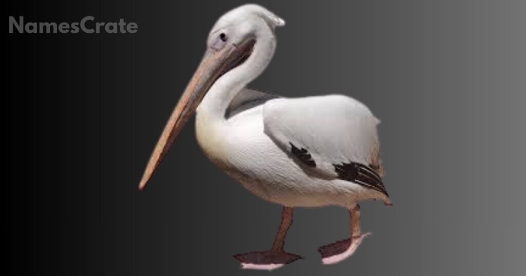Unique Pelican Names