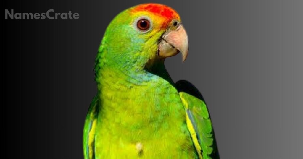 Amazing Parrot Names