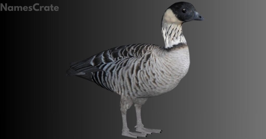 Birds that Start With N 