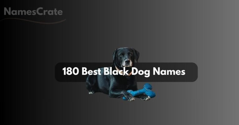 Black dog Names