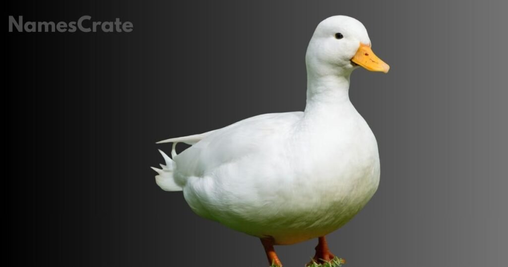 Classic Duck Names