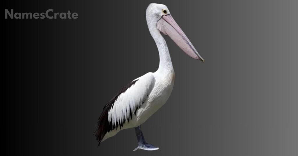 Creative Pelican Names