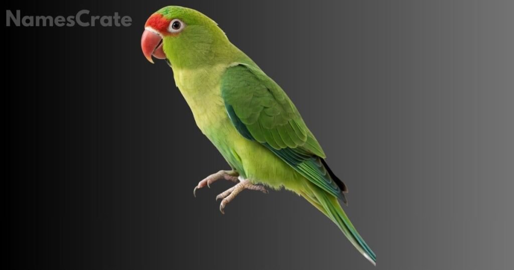 Male Parrot Names 