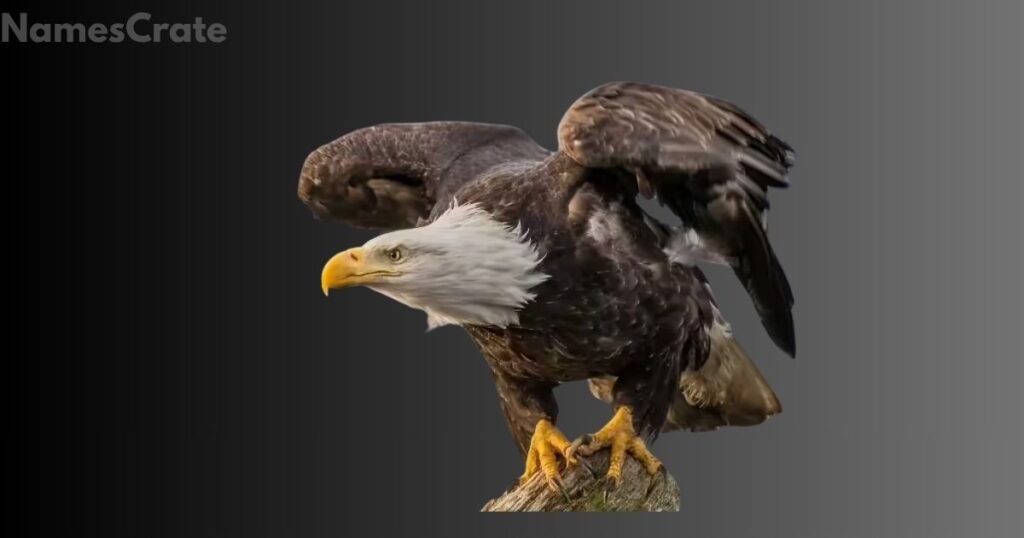 Mammals That Start with E