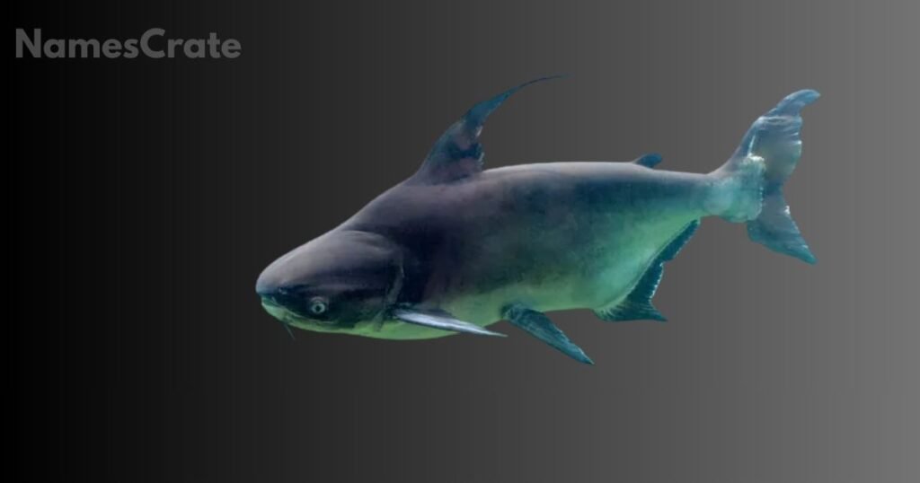 Marine Animals That Start with M