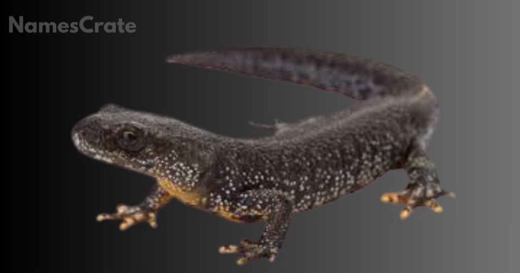 Reptiles and Amphibians That Start with N