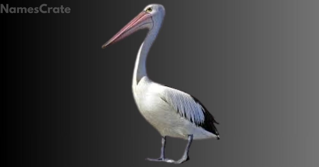 Unique Pelican Names 