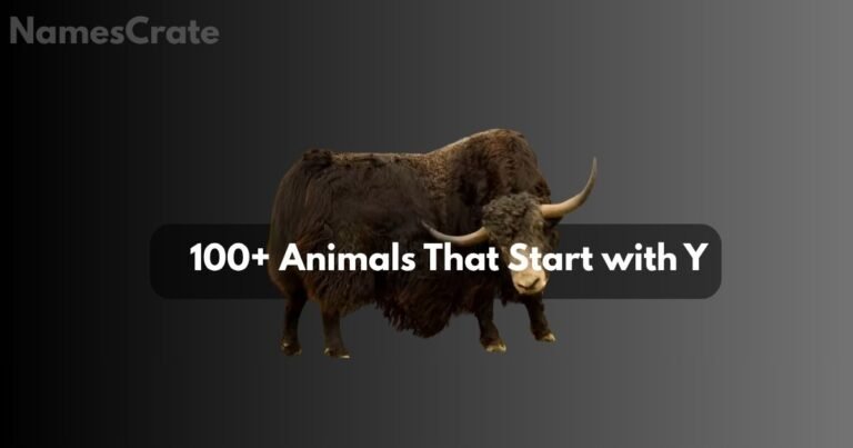 animals that start with y