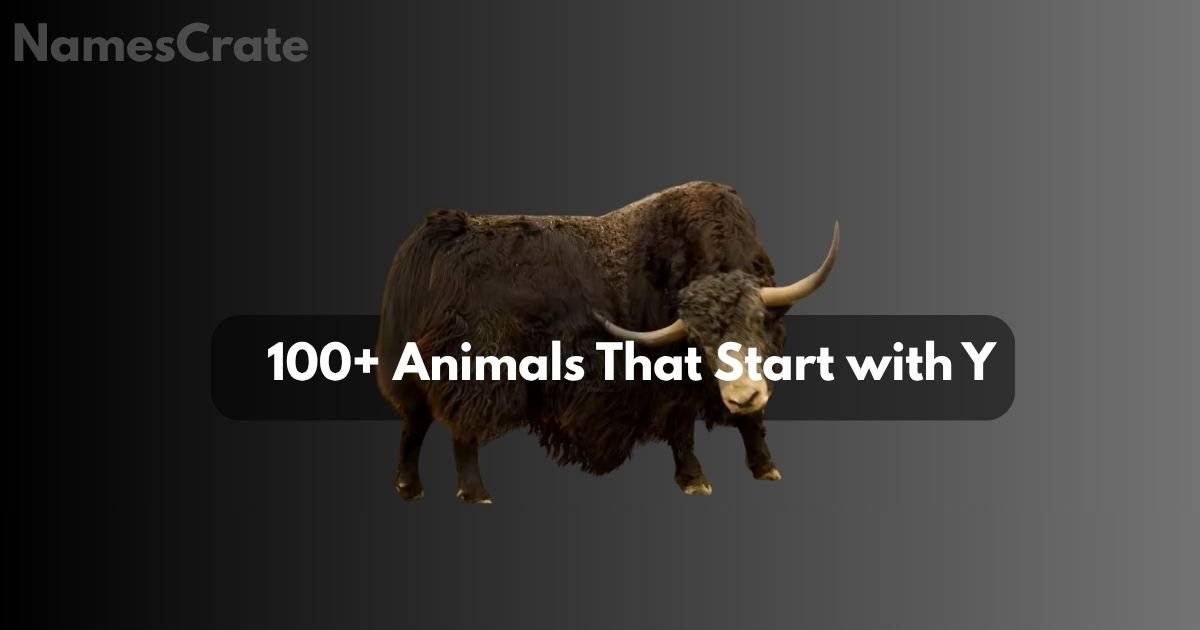 animals that start with y