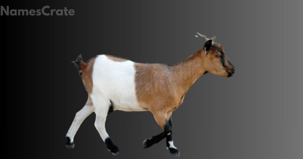 Female Goat Names