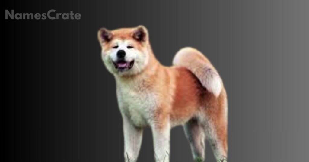 Female Japanese Dog Names