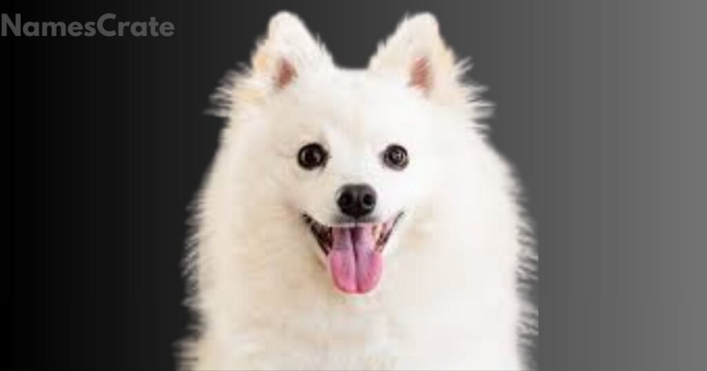 Good White Dog Names