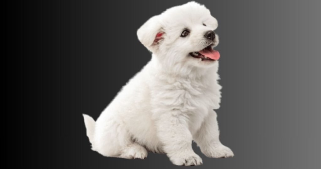 Male White Dog Names