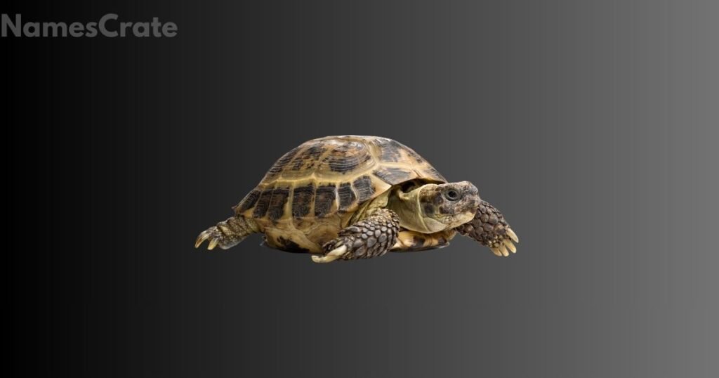 Mythical Tortoise Names