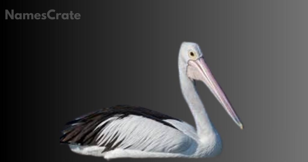 Playful Pelican Names