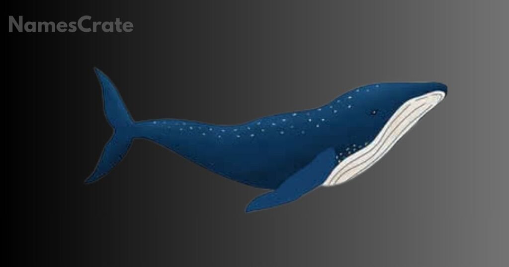 Sea Animal Names that Start With B