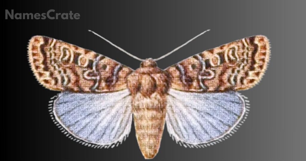 Unique Animal Names that Start with X 