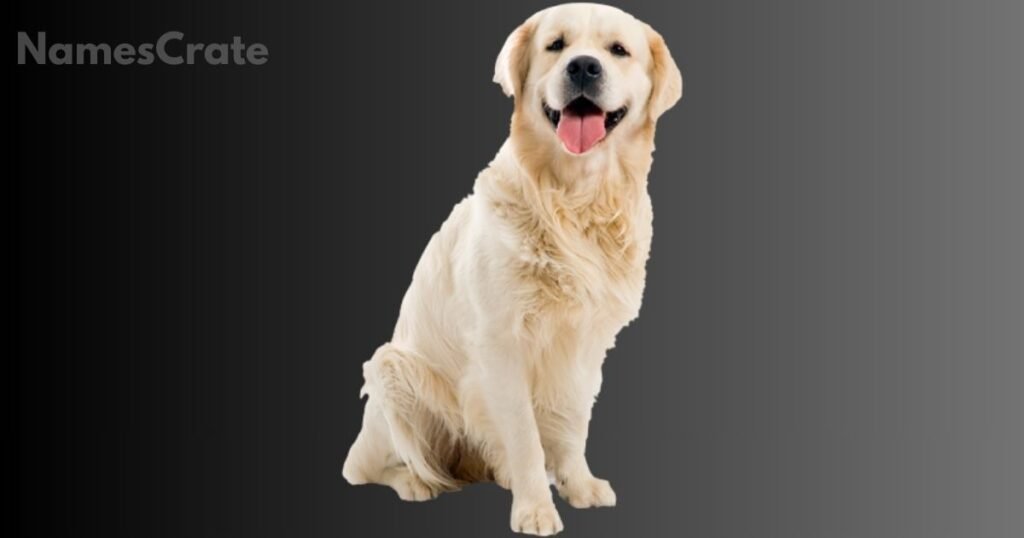 Unique White Dog Names