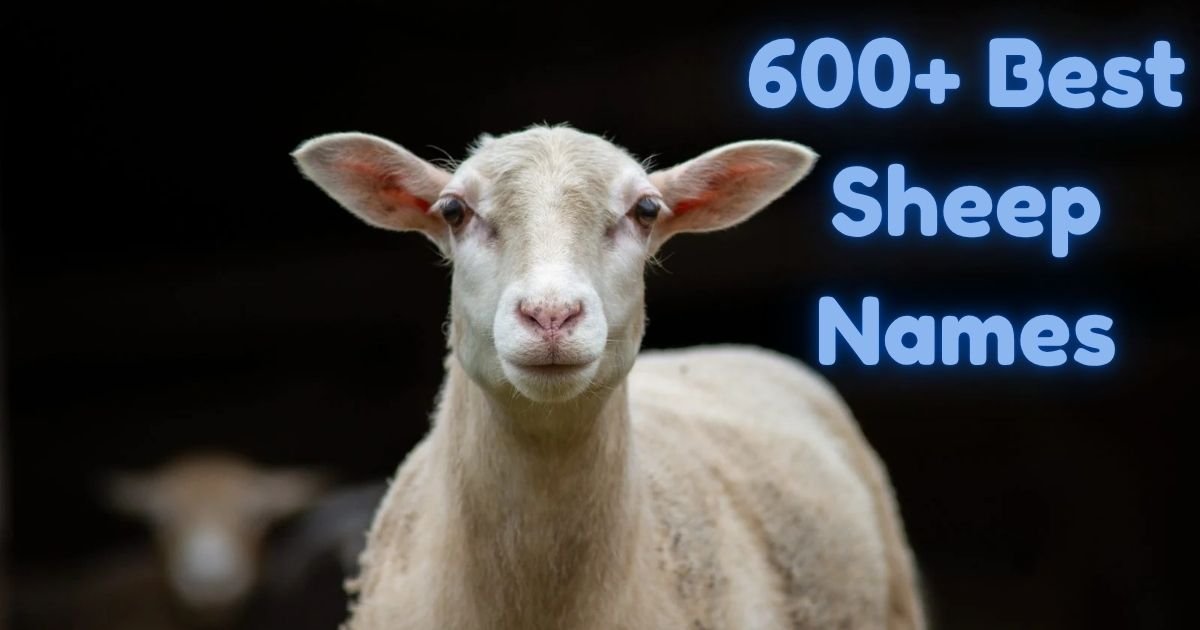 Sheep names